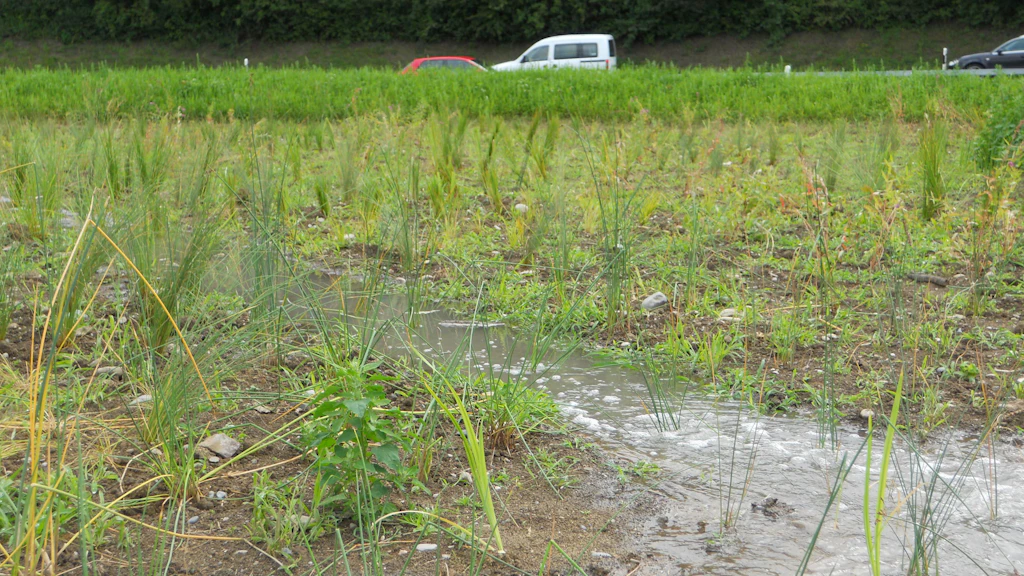 Feuchtes Kiesbett mit Wasser und vereinzeltem Gras vor einer Hecke und parkenden Autos im Hintergrund